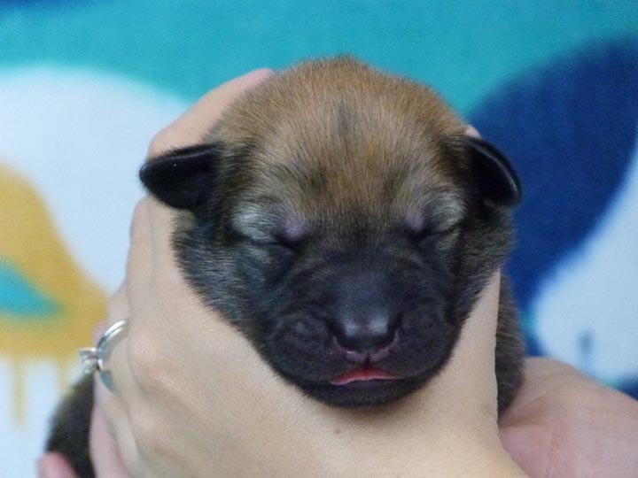 chinook puppy